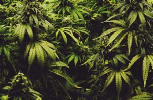 Grow-Room-Cultivation-Plant-Dehumidifier-Humidifier-Anden