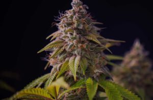 Strain-Image-Marijuana-Cannabis