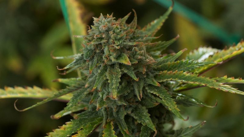 Por qué los cultivadores de cannabis de éxito obtienen mejores resultados que tú
