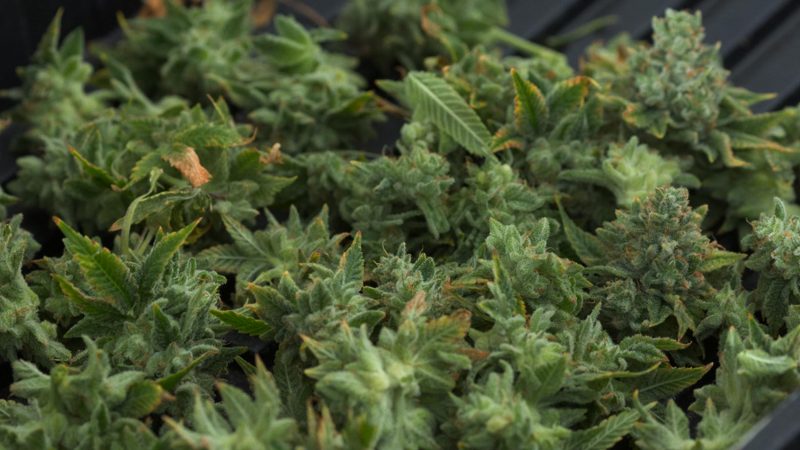 El elemento clave que la mayoría de los cuartos de cultivo descuidan y 3 razones para dejar de hacerlo