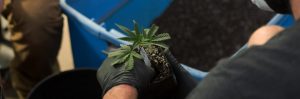 Anden-Evergreen-Plant-Infographic