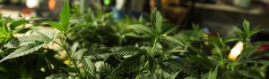 Anden-Cultivation-Plant-Grow-Room