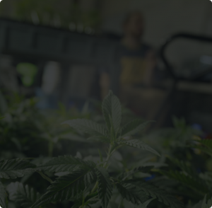 Anden-Cannabis-Man-Background