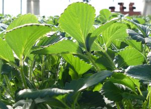 Anden-Plant-Cultivation-Grow-Room