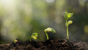 Career-Growth-Anden-Cannabis