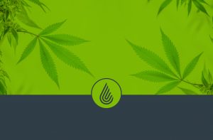 Anden-Header-Cannabis-Plant
