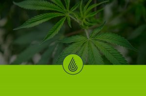 Anden-Header-Cannabis-Plant-Logo