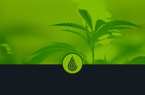 Anden-Cannabis-Logo-Cultivation