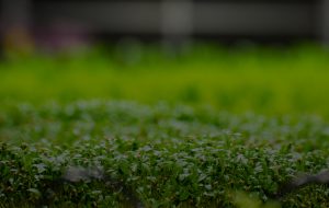 Anden-Background-Grow Room