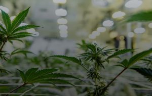 Anden-Cannabis-Cultivation-Plants