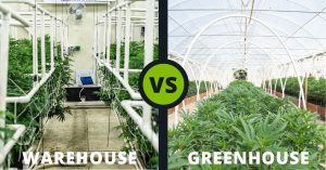 Grow Room - Cannabis - Warehouse - Greenhouse
