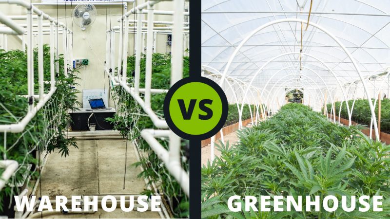 Growing Cannabis: Warehouse vs. Greenhouse?