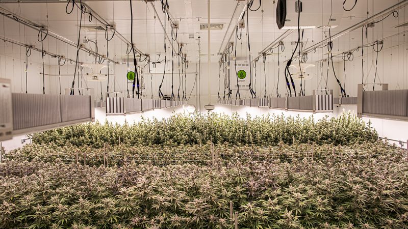 Pro Advice: Building A Commercial Indoor Grow Operation