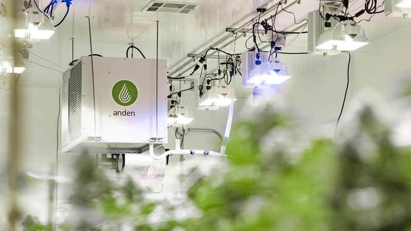 Las empresas energéticas incentivan a los cultivadores