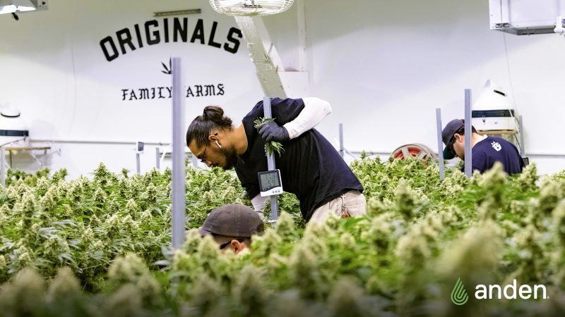 The top 7 things to know about setting up your grow operation