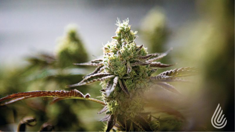 鼻子知道–回答关于大麻萜烯的最常见问题