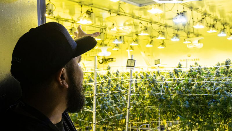 An Exclusive Guide to the History of Grow Room Lighting