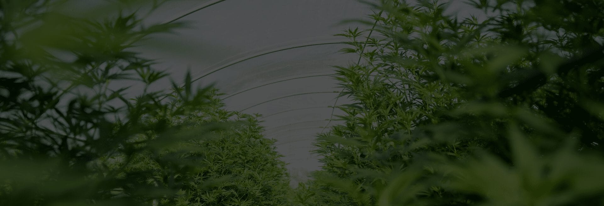 Des plantes d'un vert luxuriant poussent en rangées sous une structure de serre incurvée, créant un environnement vibrant et florissant.