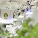 Installation de culture en intérieur comprenant une unité Anden blanche et plusieurs lampes de croissance suspendues, entourée de plantes vertes.