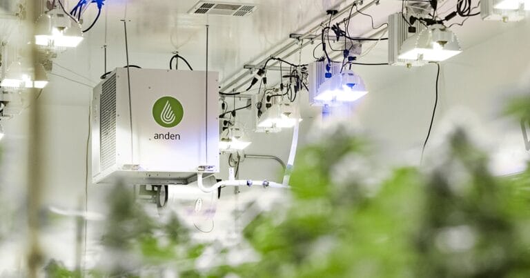 Indoor cultivation setup featuring a white Anden unit and multiple overhead grow lights, surrounded by green plants.