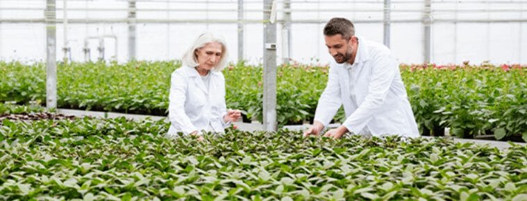 Deux chercheurs en blouse blanche examinent des plantes d'un vert luxuriant dans une serre remplie de rangées de semis.