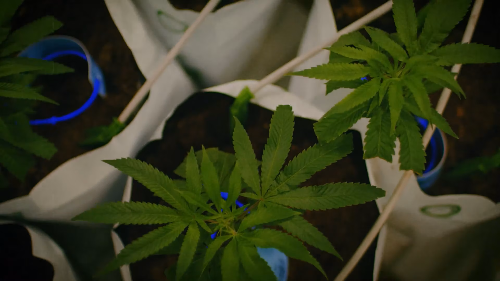 Fiacre, Inc. & Genetics