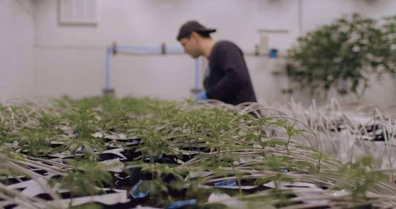 Glacier Cannabis Spotlight