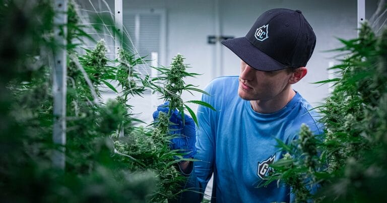 A worker in a blue shirt and cap inspects cannabis plants in a greenhouse, surrounded by lush greenery.