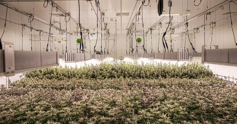 Lush rows of cannabis plants under bright grow lights in a modern indoor cultivation facility.