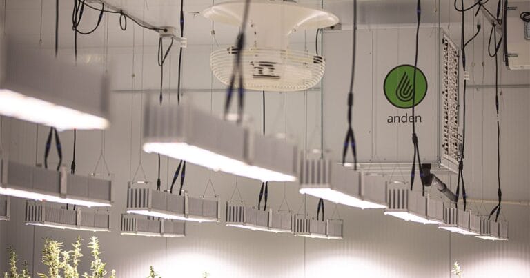 Dans une installation de culture intérieure moderne, des lampes horticoles LED à forte luminosité sont suspendues au plafond, laissant apparaître le logo vert d'Anden.