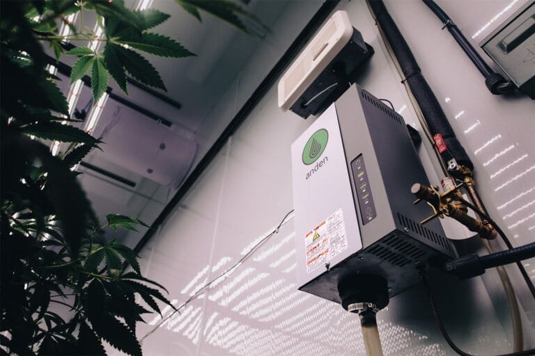 Unité de contrôle d'humidité Anden fixée au mur, entourée de feuilles de cannabis vertes et d'un éclairage zénithal intense.