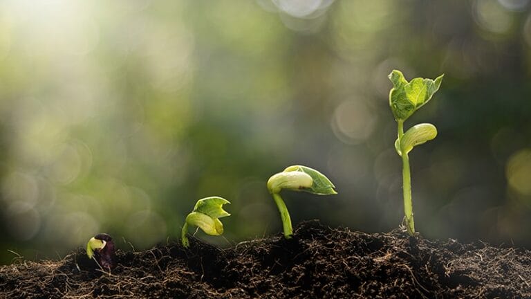 Four stages of seedling growth emerging from dark soil, with a soft, blurred green background and gentle light.