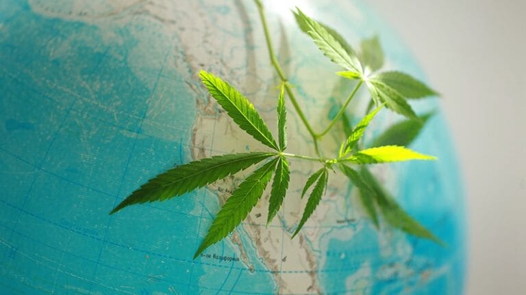 A globe with a map of North America, overlaid with green cannabis leaves.
