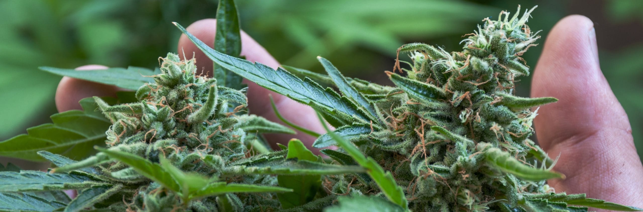 Gros plan sur une main tenant de luxuriants bourgeons de cannabis entourés de feuilles vertes, mettant en valeur leur texture et leurs détails.