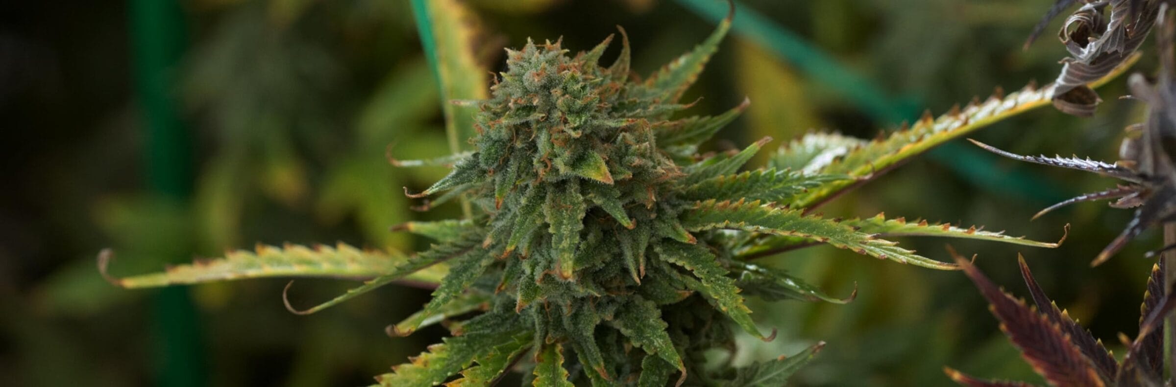 Close-up of a cannabis plant with dense, green buds and serrated leaves, set against a blurred green background.
