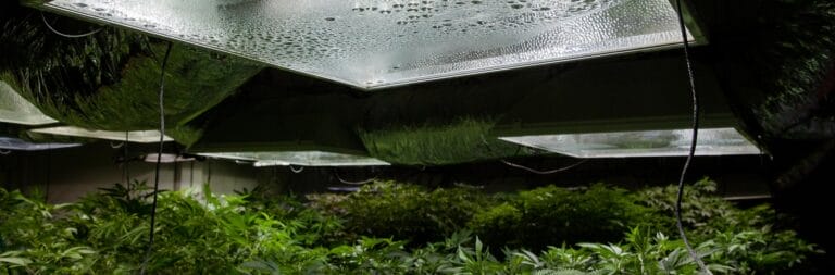 Humidity-covered grow lights illuminate lush green plants in a controlled indoor garden environment.