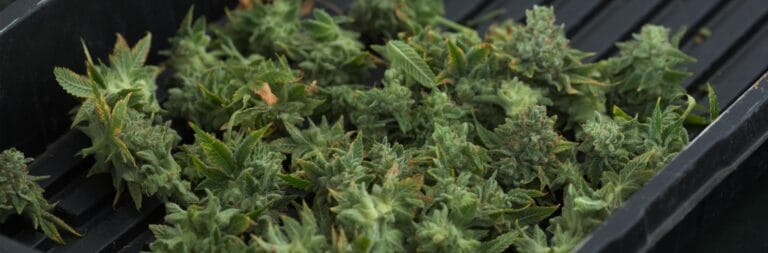 Freshly harvested cannabis buds arranged on a black tray, showcasing vibrant green leaves and dense flower clusters.