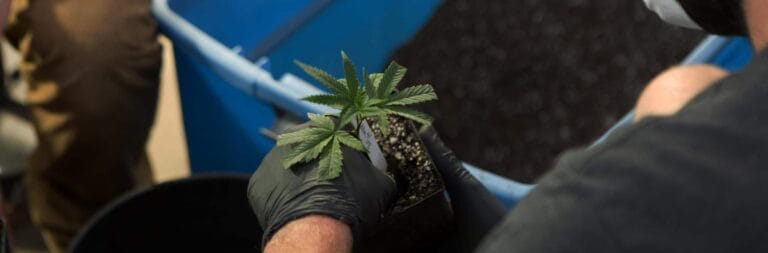 A person in gloves holds a young cannabis plant in a pot, surrounded by soil and planting equipment.