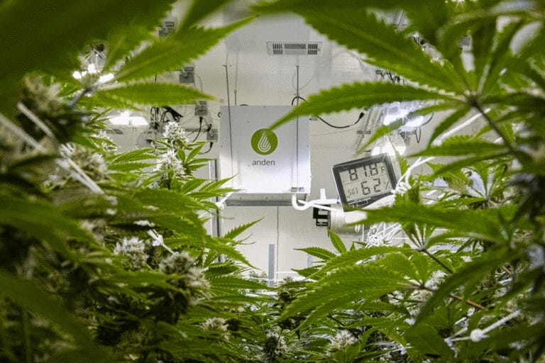 Lush cannabis plants in a controlled indoor environment, featuring a temperature and humidity monitor in the foreground.