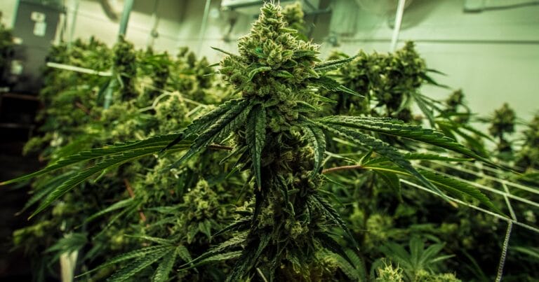 Dense cannabis plant with lush green leaves and prominent buds, surrounded by other plants in a cultivation setting.