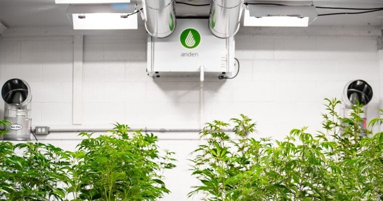 Lush green plants thrive under bright lights in a well-equipped indoor growing facility with ventilation systems.