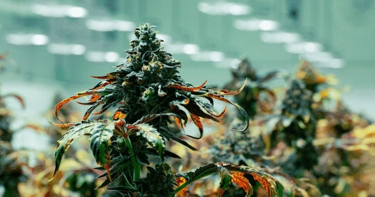 Close-up of a cannabis plant with dense buds and vibrant green leaves, set against a blurred indoor cultivation backdrop.