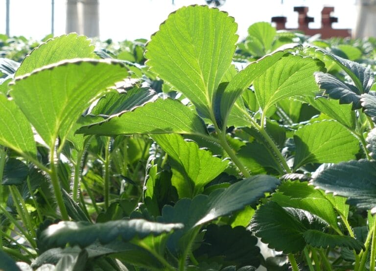 Lush green strawberry leaves basking in sunlight, showcasing vibrant textures and healthy growth in a greenhouse setting.