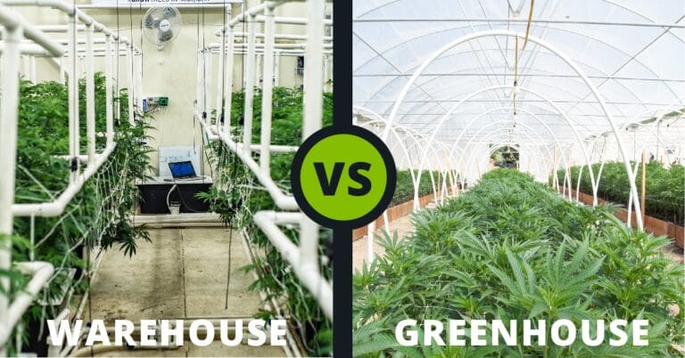 Side-by-side comparison of a cannabis warehouse and greenhouse, highlighting different growing environments.
