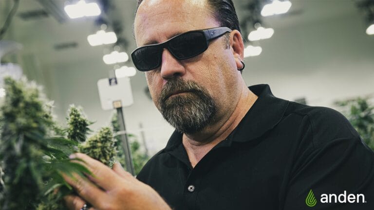 A man in sunglasses inspects cannabis plants in a well-lit indoor grow facility.