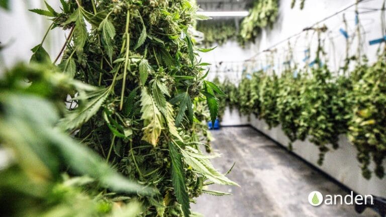 Des plants de cannabis suspendus dans une salle de séchage, avec des feuilles d'un vert éclatant et un espace de travail propre et organisé en arrière-plan.