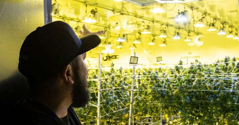 A man gestures towards rows of cannabis plants under bright yellow grow lights in a cultivation facility.