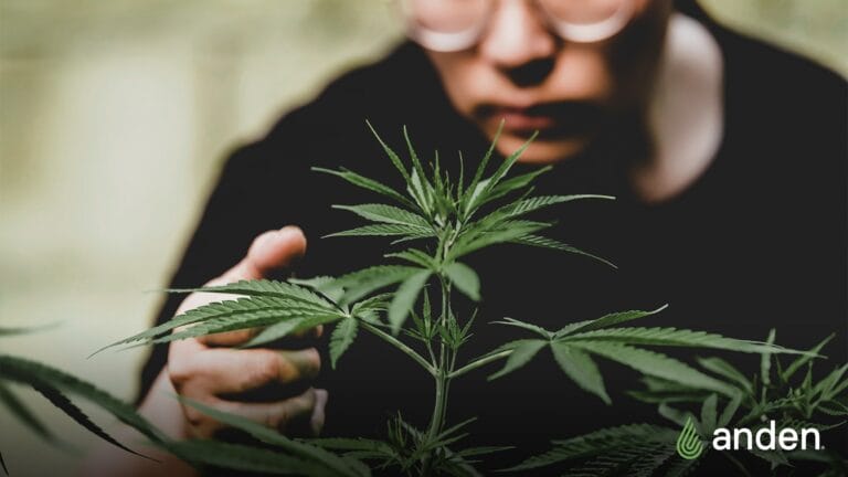 A person gently examines a cannabis plant, focusing on its vibrant green leaves in a softly blurred background.