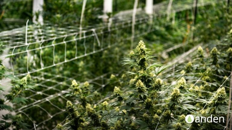 Des plants de cannabis luxuriants aux bourgeons denses poussent sous un treillis dans une serre.