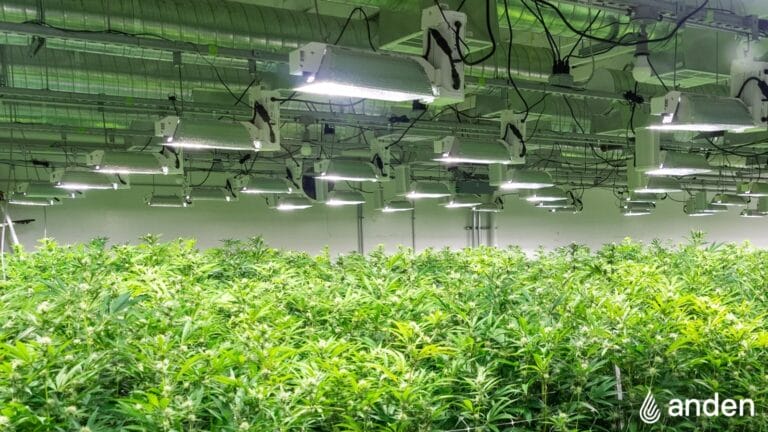 Lush green cannabis plants thrive under bright grow lights in a modern indoor cultivation facility.